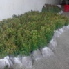 江苏宿迁红豆杉