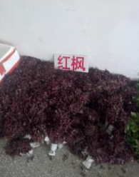 江苏宿迁红枫小苗