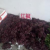 江苏宿迁红枫小苗
