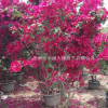 叶子花、三角梅盆栽、工程苗、漳州市中闽大地三角梅