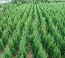 刺柏、塔柏、铺地柏、龙柏、河南桧