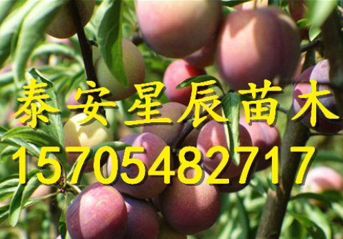 3公分李子树苗 3公分李子树苗单价