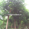 广东地区供应15-26分凤凰木假植苗