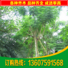 批发绿化苗木 蓝花楹 福建米径20公分蓝花楹 蓝影树 基地直销