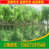 蓝花楹 18公分蓝花楹 工程绿化蓝花楹 各种绿化树苗