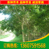 福建紫红花风铃木 10分红花风铃木洋红风铃木袋苗 福建园林绿化