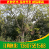基地直销蓝花楹 园林绿化苗木蓝影树 30公分蓝花楹树 欢迎选购