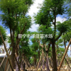 广东普宁地区供应5-40公分凤凰木