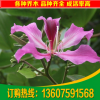 供应园林绿化苗木洋紫荆 福建洋紫荆 红花紫荆20公分假植苗