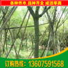 供应蓝花楹 福建蓝花楹 10公分蓝花楹价格 园林绿化苗木蓝花楹