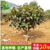 优质茶梅球 大量供应茶梅球 30-40cm茶梅球 茶梅基地直销