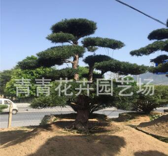 福建花卉 青青花卉园艺 造型罗汉松盆景 别墅造型盆景