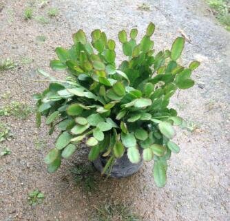 批发室内植物蟹爪兰盆栽多肉植物 有根当年开花 蟹爪莲花卉盆景