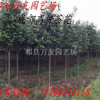 四川成都成都高杆茶花|成都精品茶花|成都低分枝茶花