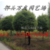 四川成都成都高杆桂花|成都桂花|成都精品高杆桂花