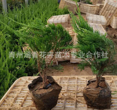 大棚批发 优质常绿植物小龙柏苗 公路隔离带 城市园林绿化 现货