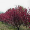 紫叶李树苗价格，培育基地 ，质优价廉，中国花卉产业网