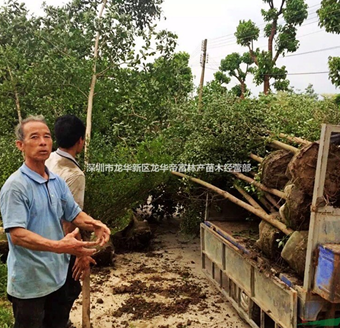 广东小叶榄仁、细叶榄仁 园林绿化