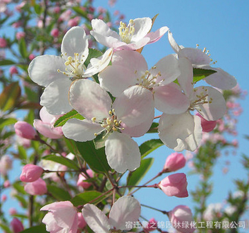 批发销售绿化海棠苗 西府海棠树苗 垂丝海棠花苗 庭院观花植物