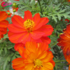 供应优质草本花卉钟籽 阳台硫华菊种子 园艺花卉 庭院观花景观