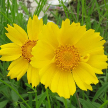 供应大花金鸡菊种子 黄色观赏花卉阳台庭院花种子花籽盆栽发芽高