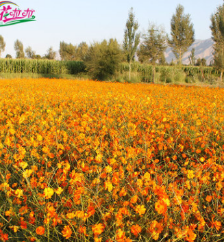 直销草本园林花卉花籽 四季庭院硫华菊花籽 阳台盆栽园艺花卉批发