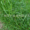 草坪草种 优质护坡型高羊茅草籽 工程绿化护坡防护型草坪草籽厂家
