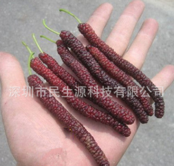 民生源 水果种子 台湾长果桑葚种子 桑枣个长15厘米无酸味30粒/袋