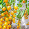 水果种子 黄樱桃番茄种子 圣女果西红柿阳台庭院大田均可种植 2克