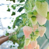 四季结果草莓种子 白草莓种子 菠萝莓 家庭盆栽 美容阳台水果籽