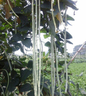 原种玉翠王白豇豆种子 白豆角 早熟 荚长90厘米 菜农专用 50克/袋