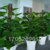青叶绿萝盆景 办公室中小型绿色花草植物花卉盆栽基地批发