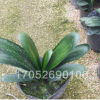 精品君子兰小苗盆景花卉君子兰净化空气君子兰苗 君子兰花盆栽