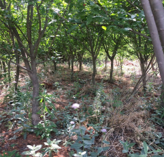 5、4、3公分石榴树苗圃直销价
