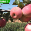 3公分苹果苗品种 美八苹果苗种植前景