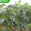 4公分核桃苗种植 薄皮核桃苗上市时间