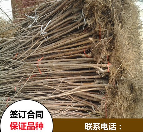 2公分粗矮化 福晨樱桃苗批发基地