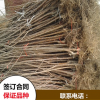 2公分粗矮化 福晨樱桃苗批发基地