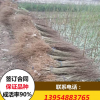 无籽石榴苗品种 无籽石榴苗价格