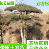 山东青岛专业批发松树 园林景观绿化迎客松泰山迎客松 造型景松