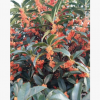 绿化苗木桂花树 苗圃直销行道树嫁接树 景观桂花树批发基地