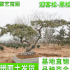 山东青岛北京松树 园林景观绿化迎客松 造型景松景松
