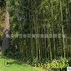 优质刚竹 高7-8米 绿化观赏竹 四季常绿 小区绿化刚竹