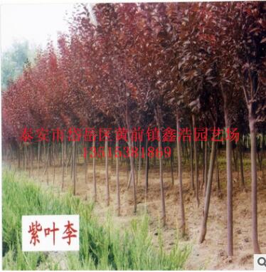供应北方绿化树 3公分紫叶李 红叶李 行道树 防护树