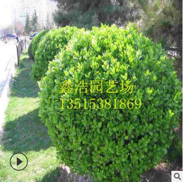 绿化大叶黄杨球 球茎1米土球上车 精品大叶黄杨 瓜子黄杨球