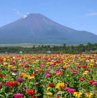 田野风景区花海花卉种 优质四季百日草种籽 园艺绿化花草种批发