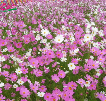 厂家直销四季草花籽 花海景观优质波斯菊家庭园艺多季花卉种籽