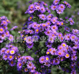 紫菀花种子 批发供应多年生宿根花卉紫菀工程草花花卉