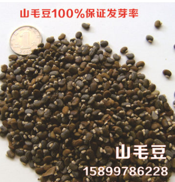 批发石质粗生- 山毛豆100%保证发芽率