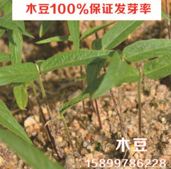 批发灌木种子- 特耐瘠 木豆100%保证发芽率